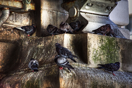 Pigeons roosting in urban stoneworkの写真素材