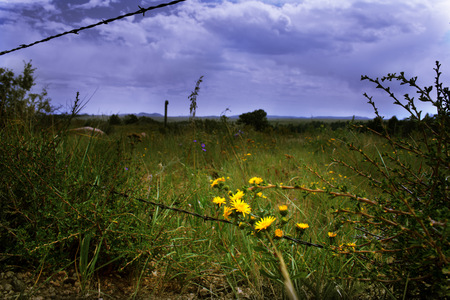 Yellow flowers along a barbed wire fence with a stormy sky overhead. Picture taken in Wyoming and is reflective of sadness, sorrow, life, survival, thriving in adversity and determination.の写真素材