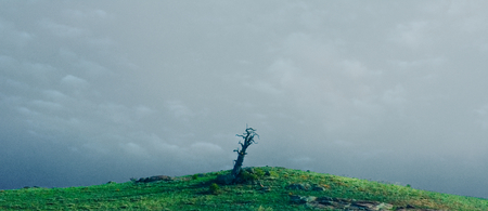 A dead tree on top of a green hill. The image is reflective of isolation, halloween, gray, bleak, nature, landscapeの写真素材