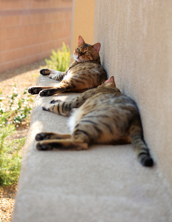 Two bengal cats lying down and relaxing outside. The picture is reflective of cats, leisure,...