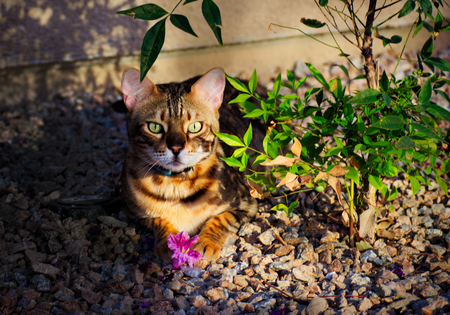 Bengal cat sits in the shade with a flower. The cat has a serenely cute expression. The picture is reflective of cats, cutenessの写真素材