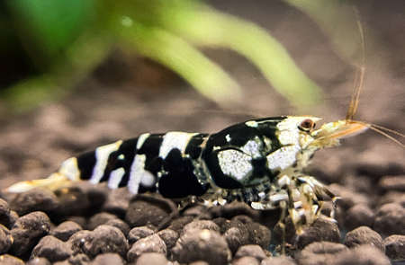 Macro of a black and white crayfish in an aquariumの写真素材