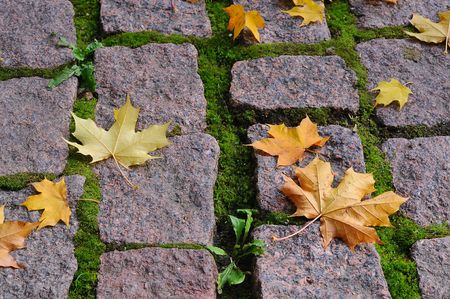 Maple leaves on cobblestones sidewalk on the sunの写真素材