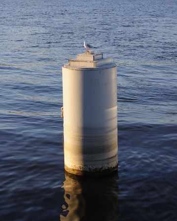 Seagull sitting on the mooring facilityの写真素材