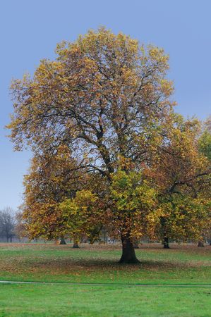 Autumn maple in Green Park, London