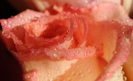 Rose bud in water drops (macro)の写真素材
