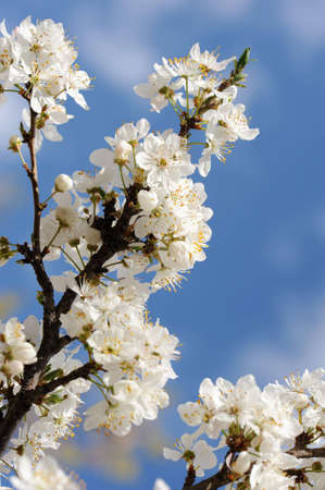 blossomed tree flowers on blue sky background