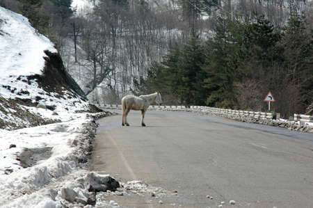 alone horse stay on winter road