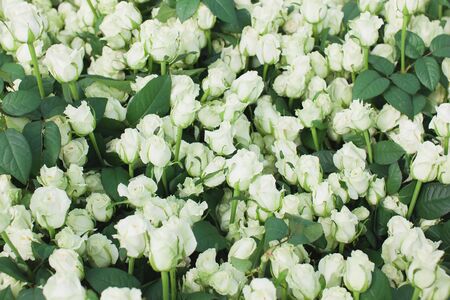 Dolomiti white roses background in the greenhouse