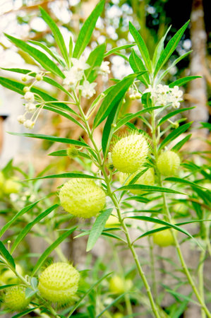 Flower of spur の写真素材