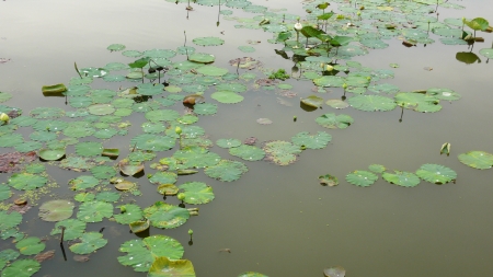 Water lily in lake の写真素材