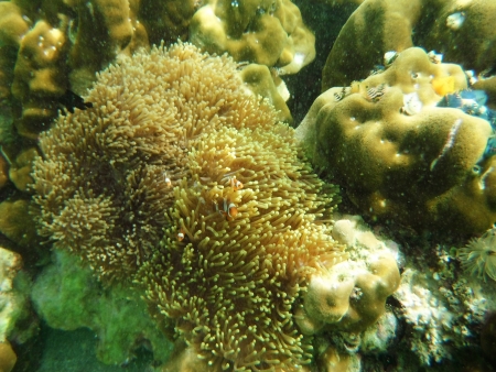 clown anemonefish swimming の写真素材