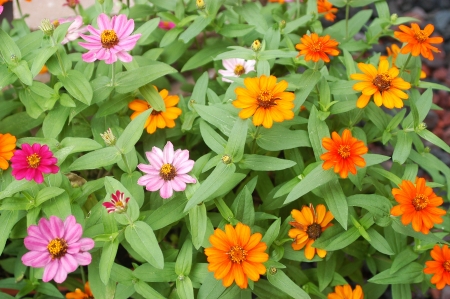 Colorful flowers                                の写真素材
