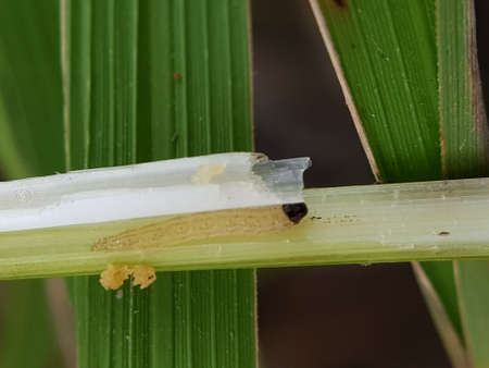 Larva of rice stemborer (Scirpophaga incertulas)  in Viet Nam.