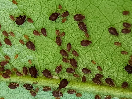 Aphid insect injure on soursop flower in Viet Nam.