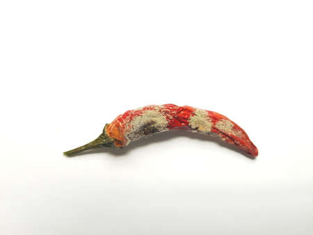 Chilli anthracnose disease caused by Colletotrichum species on chili fruit after harvest and their...