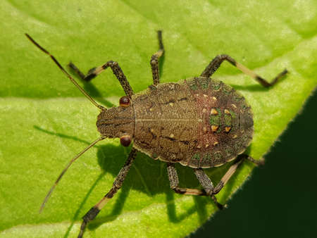 SPINED FRUIT BUG (Rhynchocoris poseidon) and their larvae injure on citrus in Viet Nam.