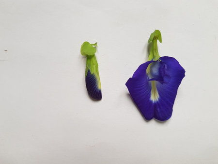 Asian pigeonwings flower and leaves.の写真素材