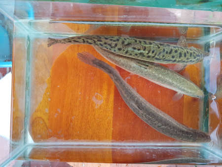 Loaches are fish of the superfamily Cobitoidea, this is a delicious fish in Viet Nam.