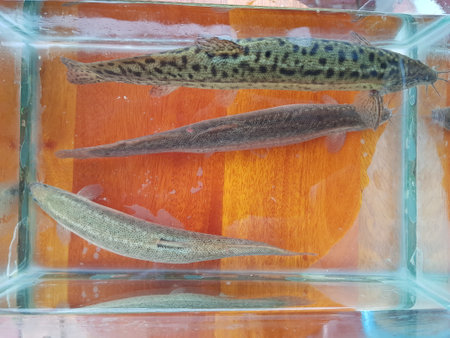 Loaches are fish of the superfamily Cobitoidea, this is a delicious fish in Viet Nam.
