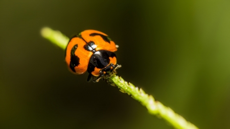 Ladybug