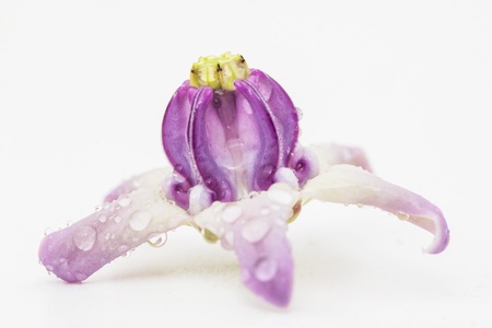 Crown flowerの写真素材