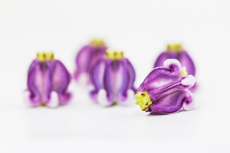 Crown flowerの写真素材