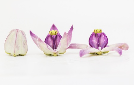 Crown flowerの写真素材