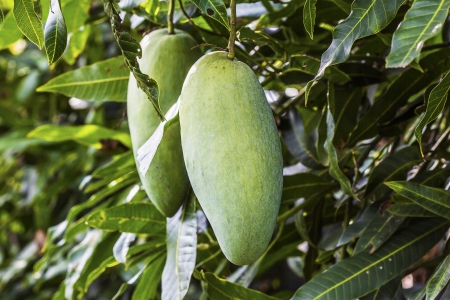 Fresh mango on the tree の写真素材