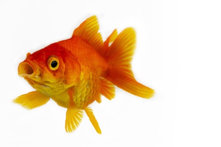 Goldfish on Whiteの写真素材
