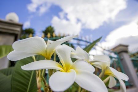 Plumeria Flowersの写真素材