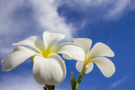 Plumeria Flowersの写真素材
