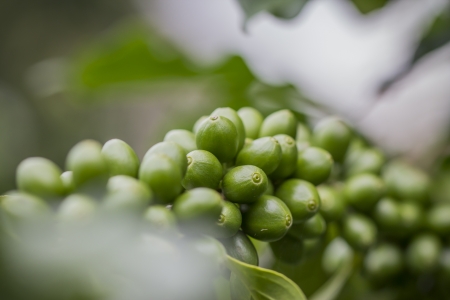 Coffee beansの写真素材