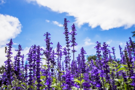Lavender flower の写真素材