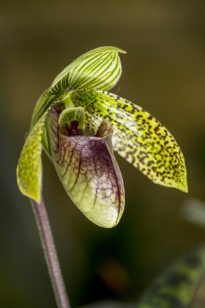 The beauty of the orchid.の写真素材