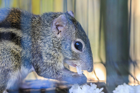 Squirrel in a cage near term