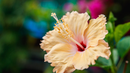 Hibiscus flower in the gardenの写真素材