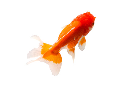 Isolation of goldfish with pen tool path in file.