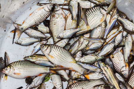 group little Fish