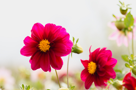 red dahlia flowerの写真素材