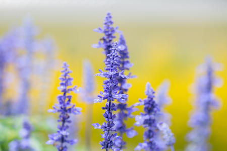 Blue Salvia flowersの写真素材