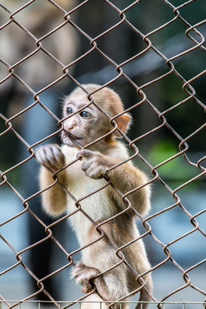 baby Stump-tailed macaqueの写真素材