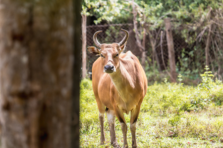 female Banteng in the zooの写真素材