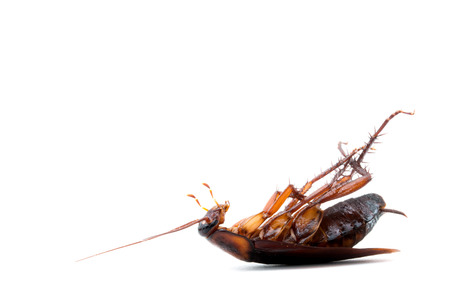 Cockroaches dead on white backgroundの写真素材