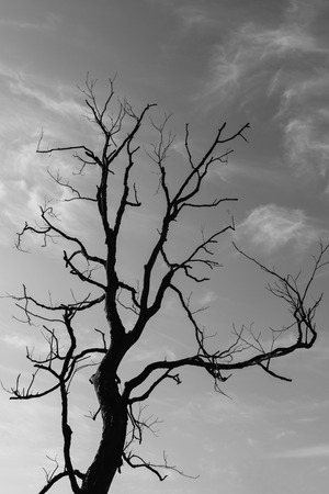Branch of dead tree, Black and white (monochrome) picture.