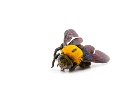 Bumblebee on white backgroundの写真素材