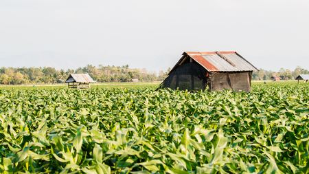 Green corn fieldの写真素材