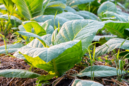 Young tobaccon plants in agricultural gardenの写真素材