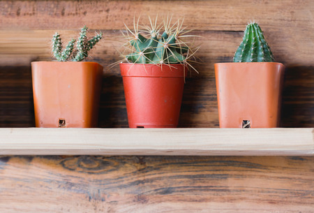 Small cactus in the pots on shelf.の写真素材