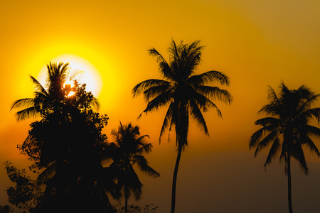 Sunset with a silhouette of a treeの写真素材
